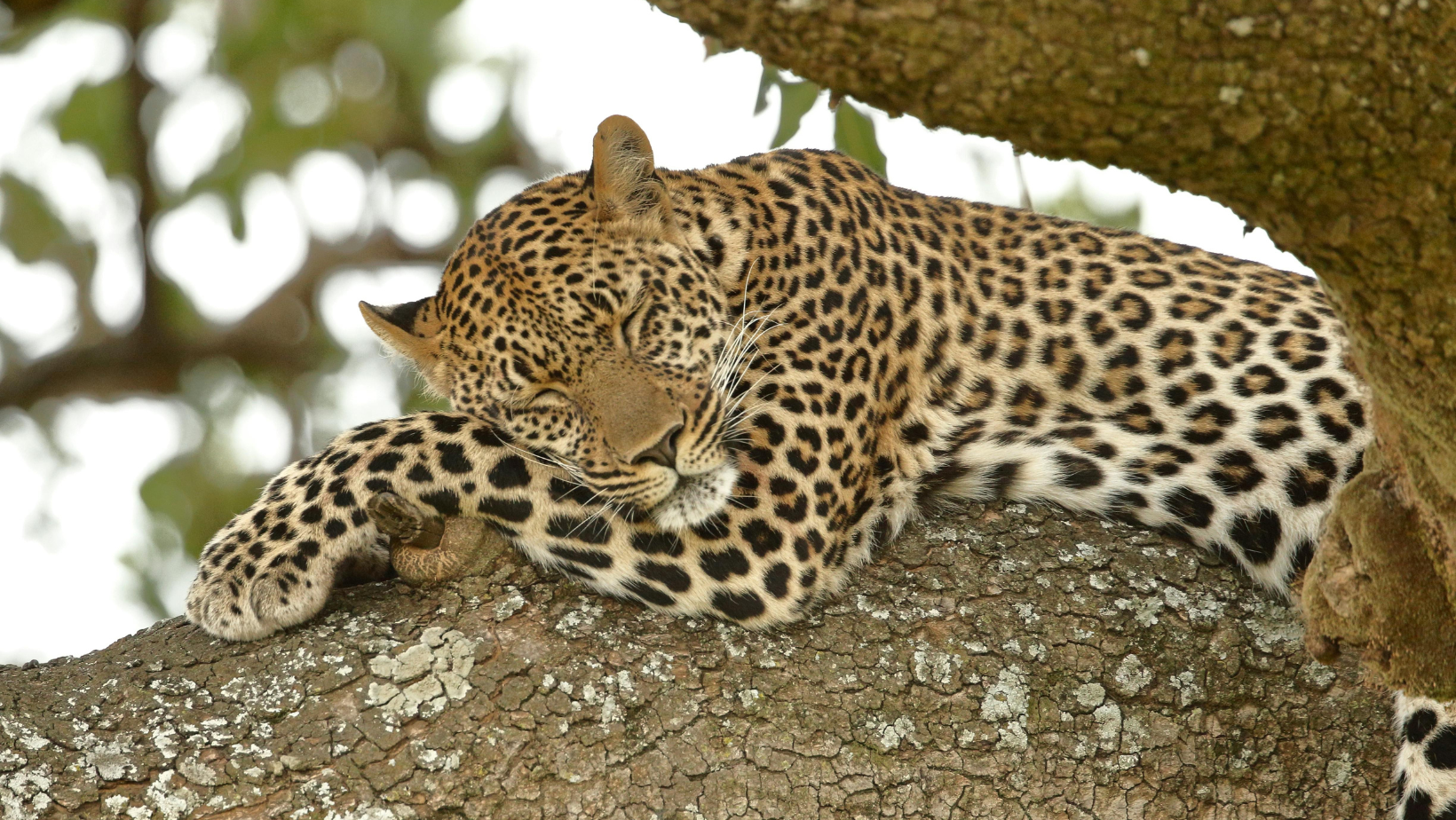 Day 7: Monday, October 12, 2026